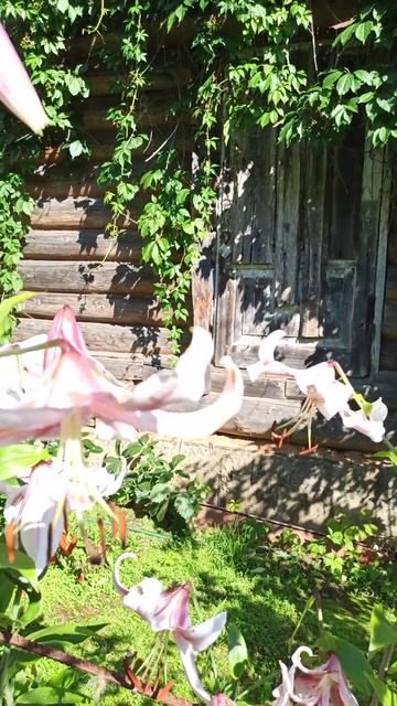 Лилия ОТ- гибрид Анастасия.