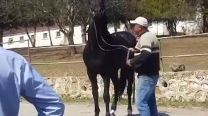 Карачаевская порода лошадей. Карачаевский конный завод.