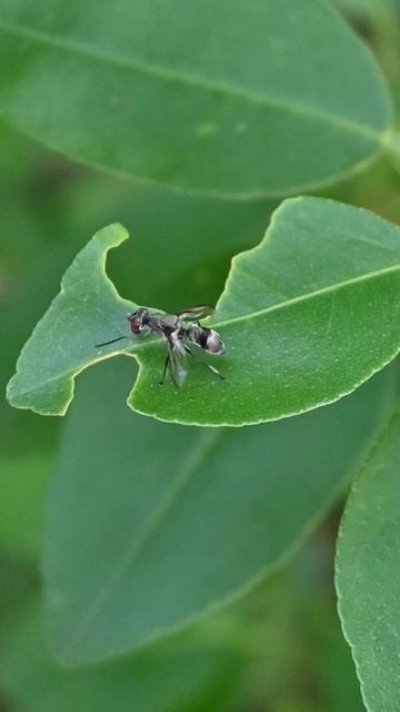 A cute and rare signal fly is walking on the surface of a lemon leaf #fly #rare #insect #cute смотреть онлайн