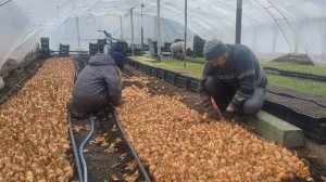 Классическая посадка лука на перо. Лука в теплице мостовым способом. Лук на зелень.