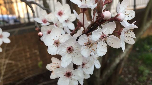 Purple Leaf Plum - Flowers - February 2019