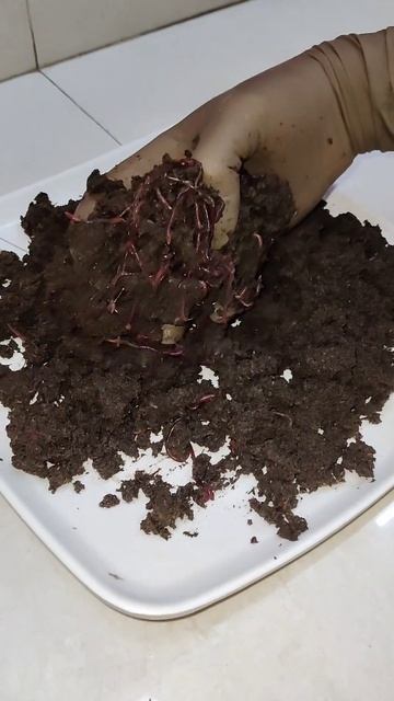 Vermicomposting Earthworms - Red Wrigglers (Eisenia Fetida) смотреть онлайн