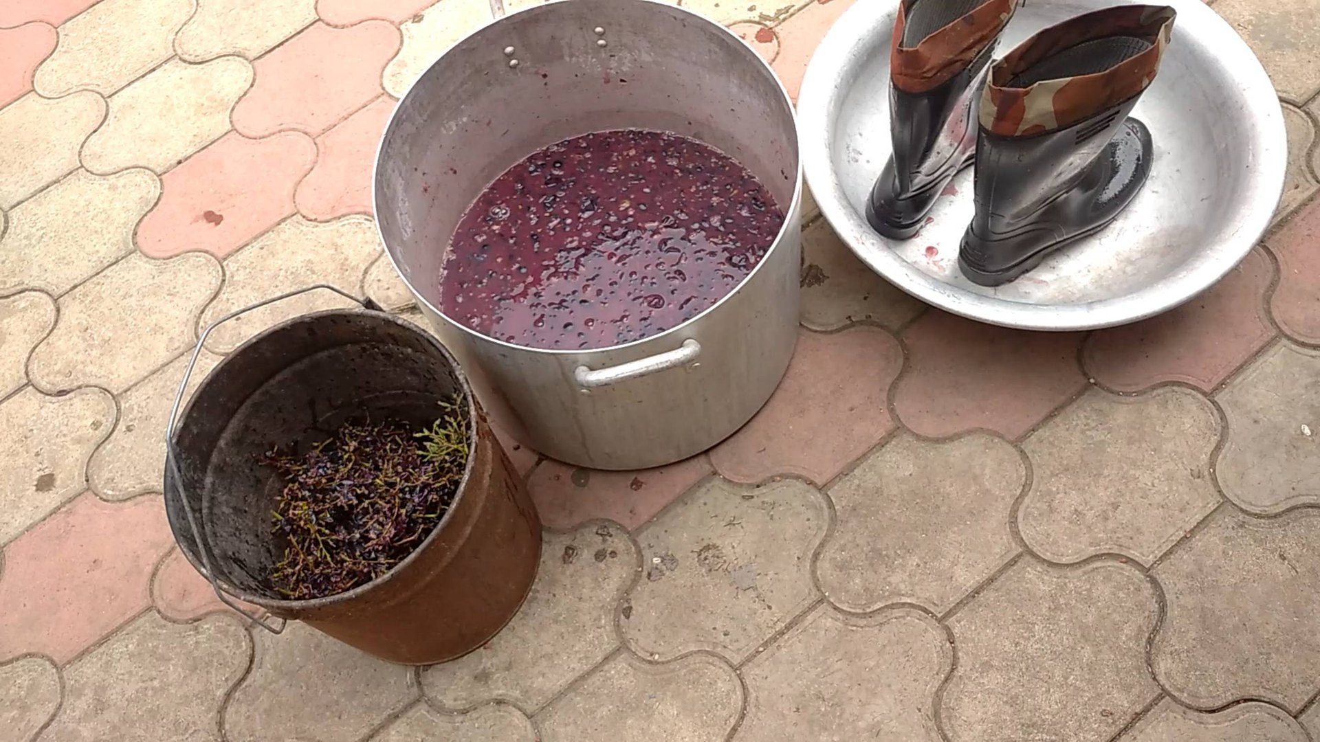 Изготовление домашнего вина из сорта Молдова.2024г.