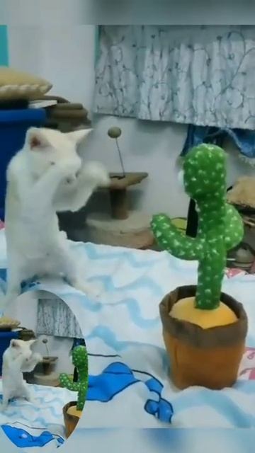 Приколы. Смешной котик.Бокс