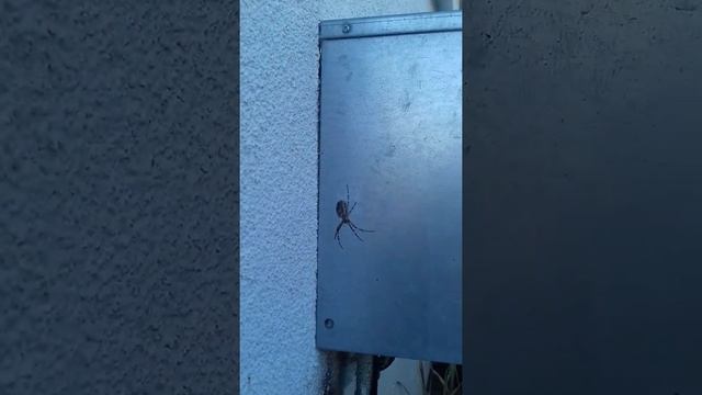 Riesen Spinne!! смотреть онлайн