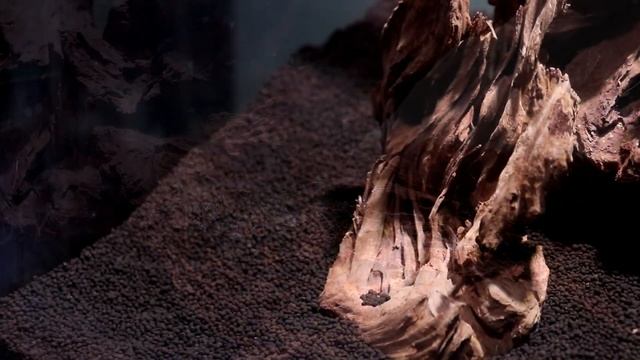 New High Tech Aquascape смотреть онлайн