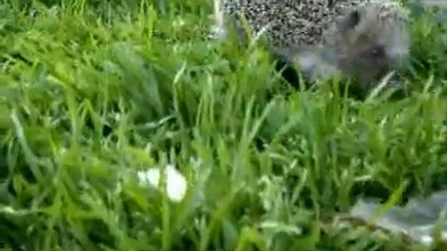 Ёжик смотреть онлайн