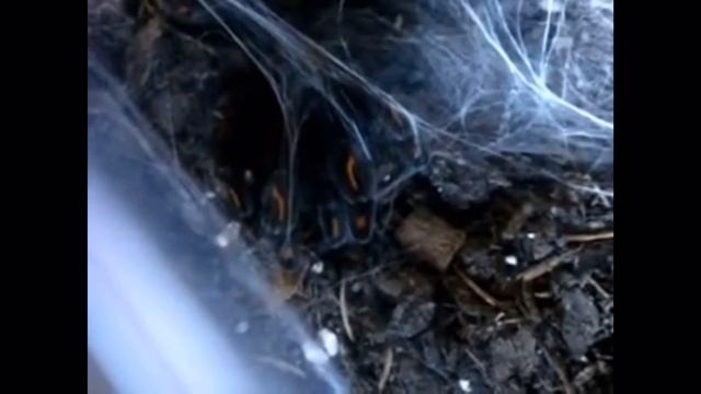 Tarantula Feeding Video 16 смотреть онлайн
