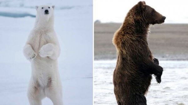 10 biggest animals in the world