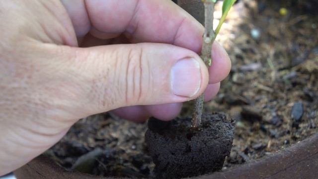 Grow Macadamia Trees From Cuttings - The critical step to success смотреть онлайн