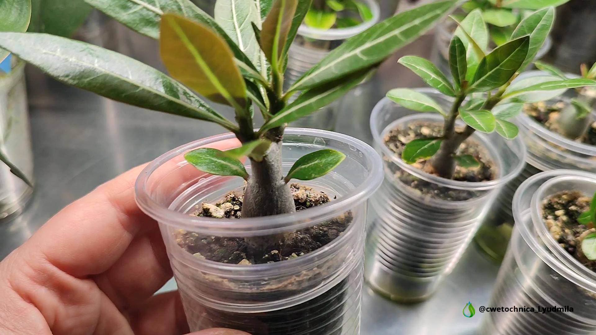 сеянцы моих адениумов