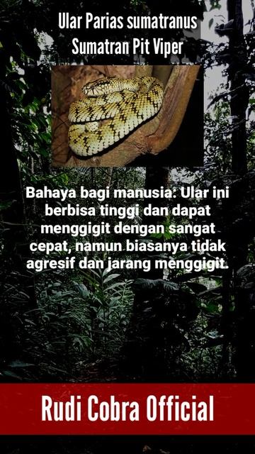 Ular Parias Sumatranus Sumatran Pit Viper #shorts #youtubeshorts