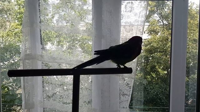 Rosella parrot - Моя вредина) смотреть онлайн