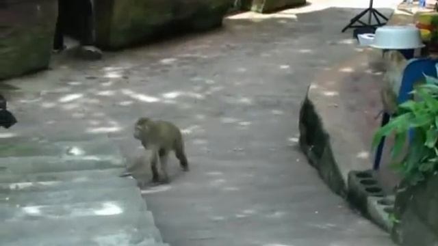 Дикие обезьянки ))) Тайланд смотреть онлайн