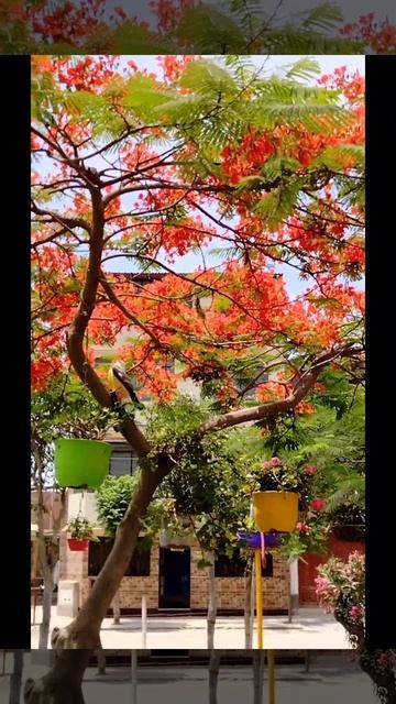 Árbol de Ponciana Real (Franboyan), floración de verano #delonixregia #espacioverde смотреть онлайн