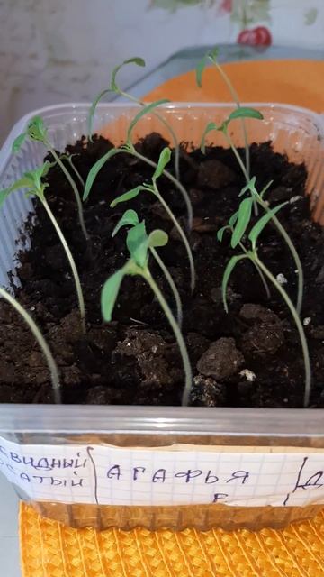 Как Вам эксперемент? Всходы🍅🍅🍅 томатов 95%, агрофирма Партнёр.👍👍👍 смотреть онлайн