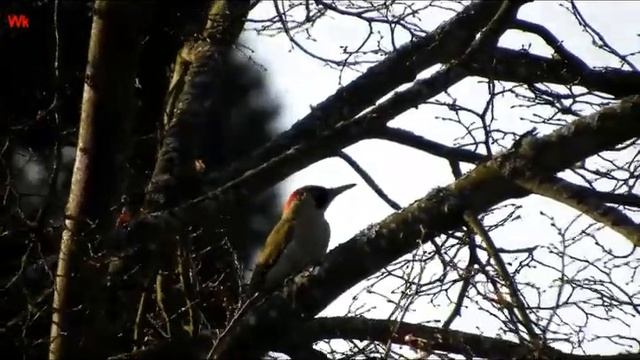 Grünspecht auf einem Baum 2 смотреть онлайн
