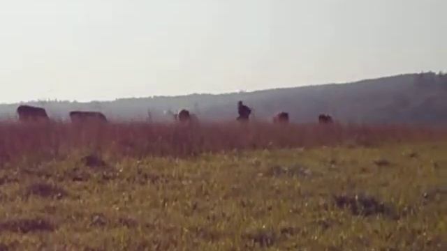Дєд пасе корови оО (Звук голосніше) смотреть онлайн