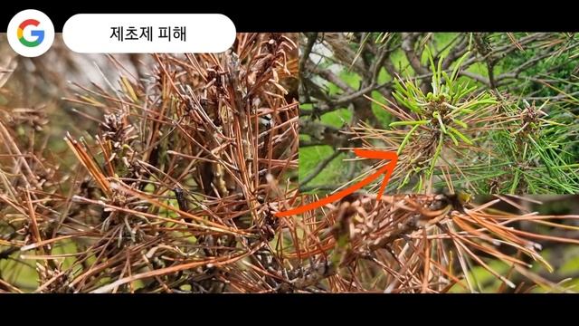 소나무 병해 제초제피해 смотреть онлайн