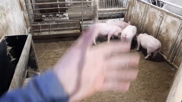 //Хто загубив кусок Джондіра//От Такі🐖дрищі//Хай їдять скільки влізе// смотреть онлайн