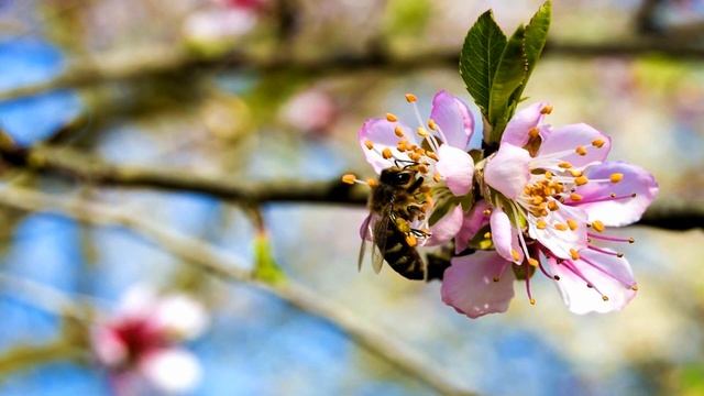 Bees in the spring season (HD1080p) смотреть онлайн