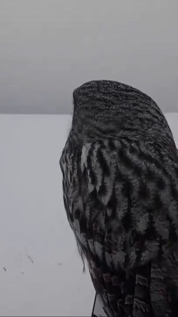 Сова не боится человека