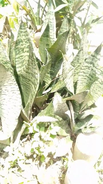 buhayprobinsya snake plants #flower #Dracaena trifaciata #Asparagaceae #shorts смотреть онлайн