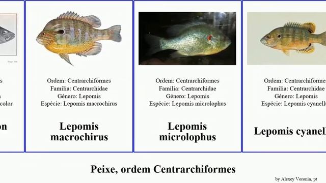 Peixe, ordem Centrarchiformes lepomis fish falco humilis cyanea pixi rupestris unicolor marmoratus смотреть онлайн