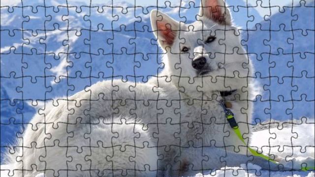 Пою песню Бесприданница на Кошачьем языке. смотреть онлайн