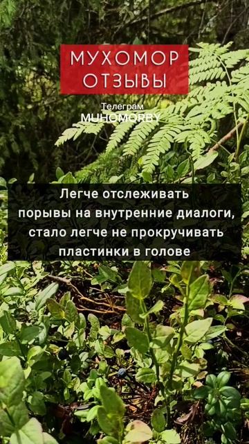 Мухоморинг отзывы смотреть онлайн