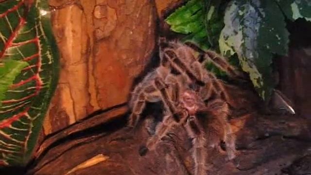 Grammostola rosea kopulacja (mating) 2 смотреть онлайн