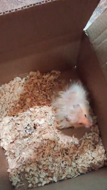 hamsters in box смотреть онлайн