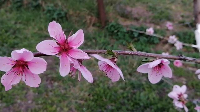 Сад цветет смотреть онлайн
