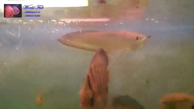 черная арована (Osteoglossum Ferreirai)40см