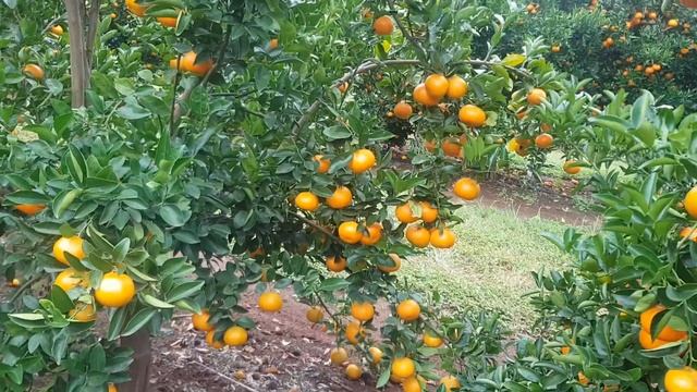 Royal Honey Murcott Mandarin May 2018, Mundubbera, Queensland, Australia - Variety Access смотреть онлайн