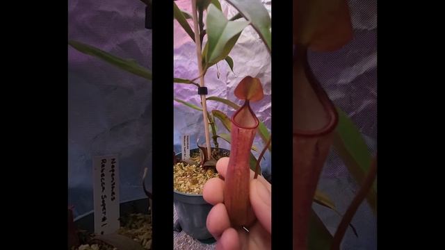 Nepenthes Rebecca Soper @TheSavageJungle
