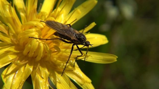Grote dansvlieg - Empis tessellata смотреть онлайн
