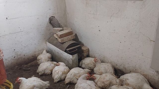 //Вага🐔🔥 в50 днів//БРОЙЛЕР КОБ500,в сутки 100гр,це норма// Вирощувати краще зимою  чи літом,чому //