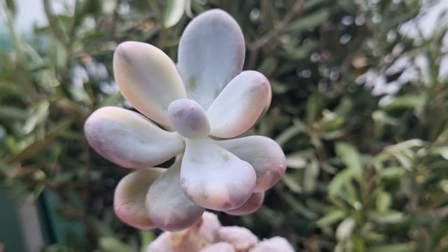 Pachyphytum cv Mombuin variegated смотреть онлайн