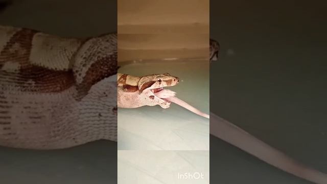 #snake #удав #императорскийудав #bci смотреть онлайн
