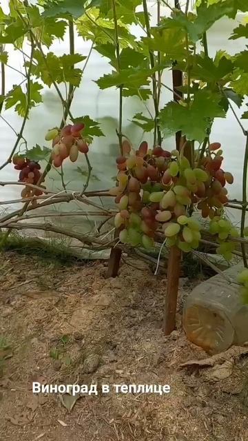 🍇Гелиодор,Ромбик,Илария,Байканур,Валёк,Кадрянка,Каркамод,Забава.г Рыбинск.Все сорта Крым.☀️ смотреть онлайн