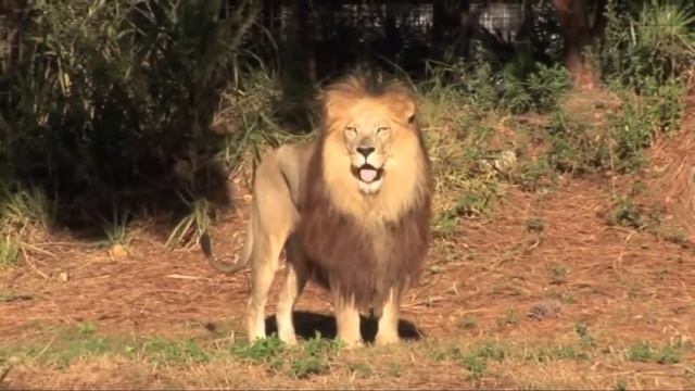 MALE LION AND TIGRESS FALL IN LOVE - Simba Cheated on Nala смотреть онлайн