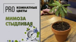 Мимоза стыдливая или Биофитум сенситив. Уход за растением, особенности, полив, вредители, пересадка.