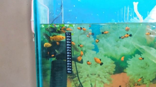 aquarium turtle complete information смотреть онлайн