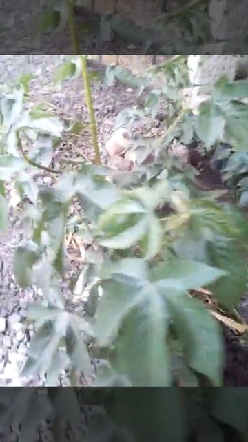 A fast growing species of cotton plant.,,,, смотреть онлайн
