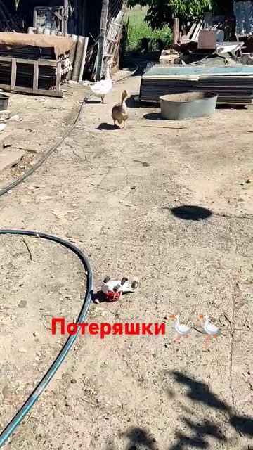 ДВА ВЕСЕЛЫХ ГУСЯ🪿🪿🤩 смотреть онлайн