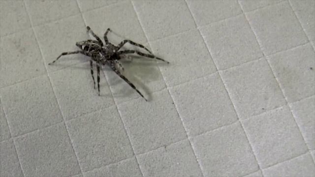 Tabuina varirata, walking смотреть онлайн