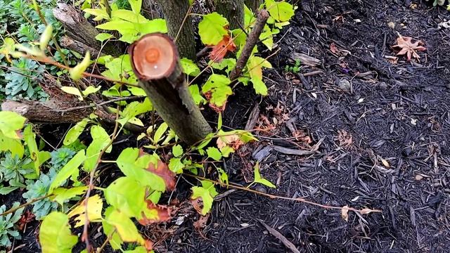 Moving Hypertufa Pots Around Out Front & Digging Out Some Plants - Hostas Need Moved смотреть онлайн