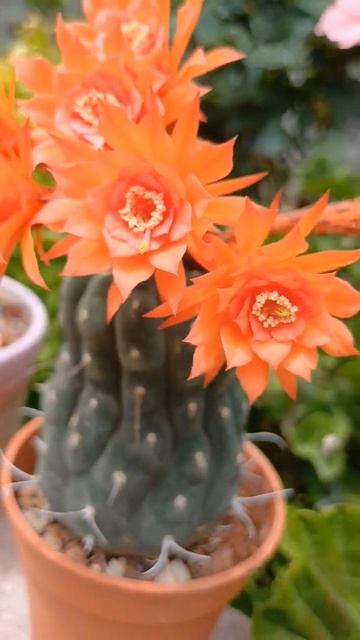#Matucana Madisoniorum смотреть онлайн