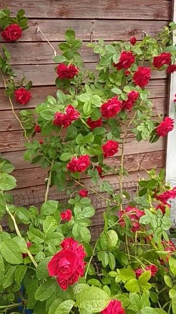 Роза цветет) смотреть онлайн